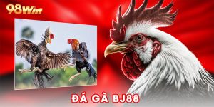Đá Gà Bj88 - Điểm Hẹn Nhận Định Chọi Gà Đẳng Cấp 2025