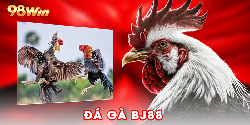 Đá Gà Bj88 - Điểm Hẹn Nhận Định Chọi Gà Đẳng Cấp 2025