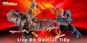 Live Đá Gà Trực Tiếp Tại 98win - Trải Nghiệm Đầy Kịch Tính