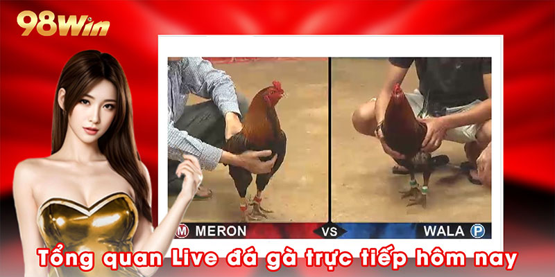 Tổng quan Live đá gà trực tiếp hôm nay