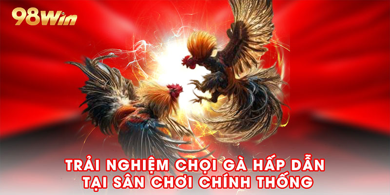 Trải nghiệm chọi gà hấp dẫn tại sân chơi chính thống